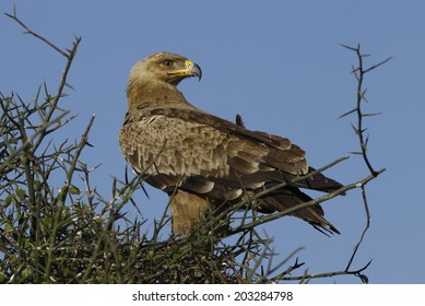 Tawny Eagle