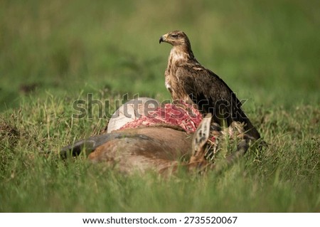 Tawny eagle with catchlight guards topi carcase