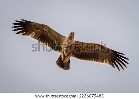 Similar – Awesome bird of prey in flight