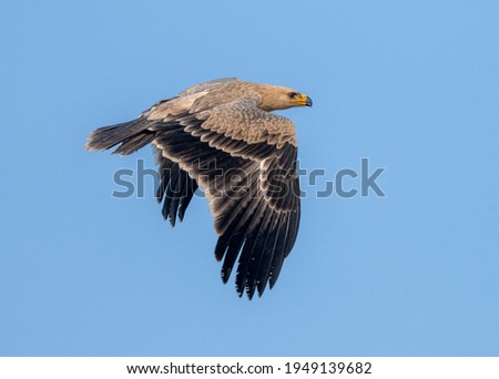 The tawny eagle is a large, long-lived bird of prey. Like all eagles, it belongs to the family Accipitridae. Its heavily feathered legs illustrate it to be a member of the subfamily Aquilinae