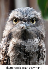 Tawny Frogmouth