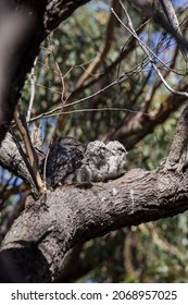 Tawny Frogmouth Skeleton