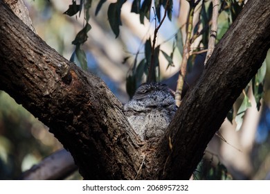 Tawny Frogmouth Skeleton