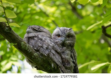 Tawny Frogmouth Skeleton