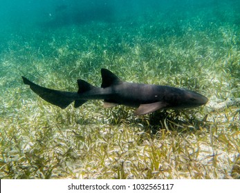 Tawny Nurse Shark In Belize