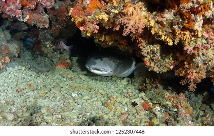 Tawny Nurse Shark In The Cave