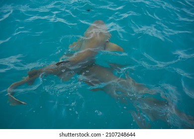 Tawny Nurse Shark In Harbor In Maldives