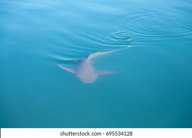 Tawny Nurse Shark, Kimberley, Australia