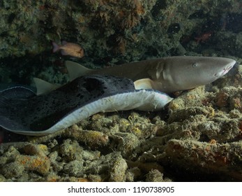 Tawny Nurse Shark And Marble Stingray