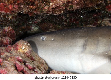 Tawny Nurse Shark On The Bottom Of The Sea