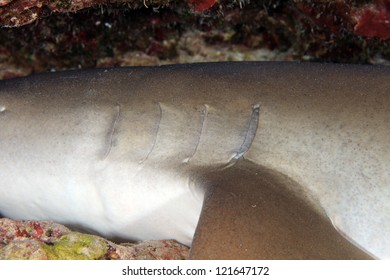 Tawny Nurse Shark On The Bottom Of The Sea