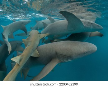 Tawny Nurse Shark On  The Surface