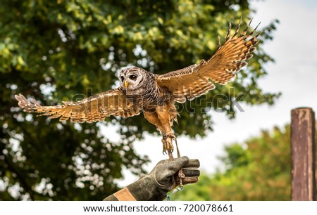 An tawny owl at a bird of prey show.
