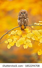 The tawny owl or brown owl (Strix aluco) is a stocky, medium-sized owl commonly found in woodlands across much of the Palearctic. 