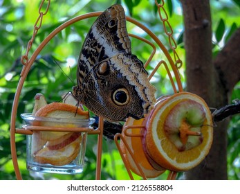 Tawny Owl Butterfly At The Tennessee Aquarium