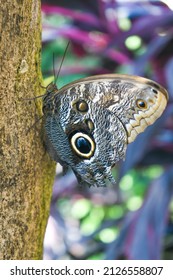 Tawny Owl Butterfly At The Tennessee Aquarium