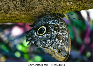 Tawny Owl Butterfly At The Tennessee Aquarium