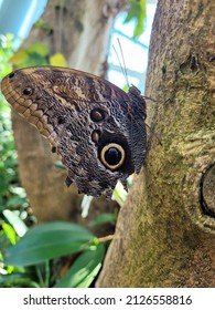 Tawny Owl Butterfly At The Tennessee Aquarium