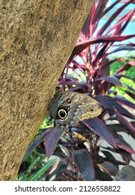 Tawny Owl Butterfly At The Tennessee Aquarium