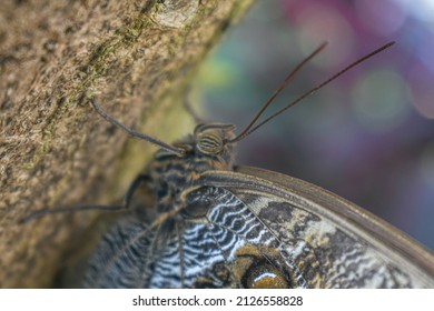 Tawny Owl Butterfly At The Tennessee Aquarium