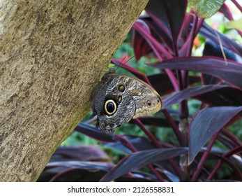 Tawny Owl Butterfly At The Tennessee Aquarium