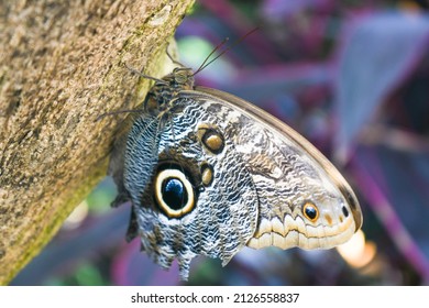 Tawny Owl Butterfly At The Tennessee Aquarium