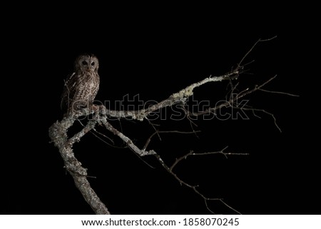 Tawny owl in the dark night
