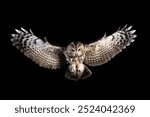 A tawny owl in flight against a black background, showcasing its wings spread wide and sharp details.