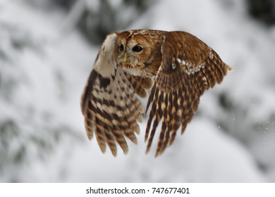 Tawny Owl Flying