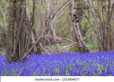 Tawny Owl Flying Over Bluebells