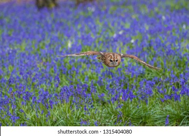 Tawny Owl Flying Over Bluebells