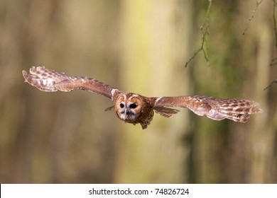 Tawny Owl Flying Through The Trees