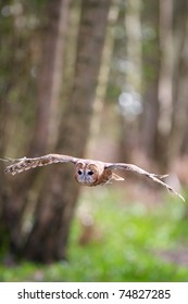 Tawny Owl Flying Through The Trees