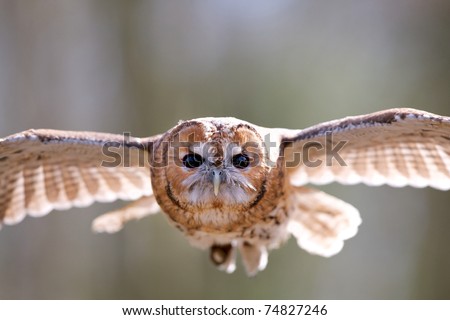 Tawny owl flying through the trees