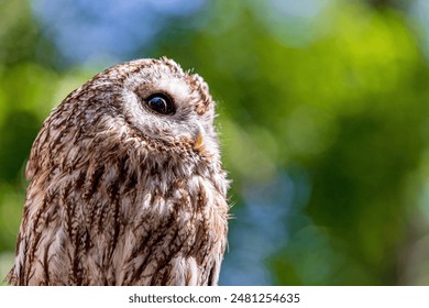 Tawny owl on a background of blurry summer greenery. Cute baby owl. Copy space. Concepts of wisdom, funny cute pet, amulet, summer time, vacation, circadian rhythms, vision, biological illustration.