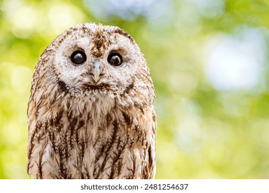 Tawny owl on a background of blurry summer greenery. Cute baby owl. Copy space. Concepts of wisdom, funny cute pet, amulet, summer time, vacation, circadian rhythms, vision, biological illustration.
