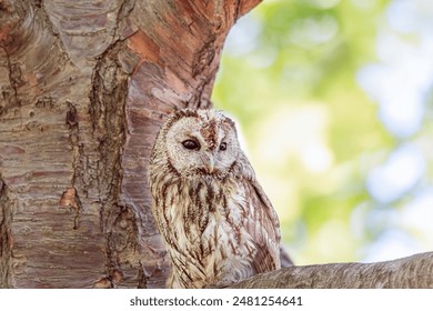 Tawny owl on a background of blurry summer greenery. Cute baby owl. Copy space. Concepts of wisdom, funny cute pet, amulet, summer time, vacation, circadian rhythms, vision, biological illustration.