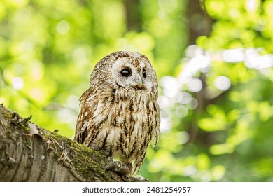 Tawny owl on a background of blurry summer greenery. Cute baby owl. Copy space. Concepts of wisdom, funny cute pet, amulet, summer time, vacation, circadian rhythms, vision, biological illustration.