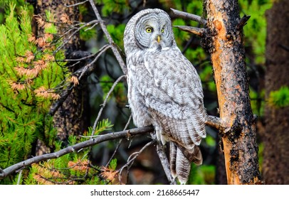 Tawny owl on a tree branch. Grey owl. Owl on tree branch. Tawny owl