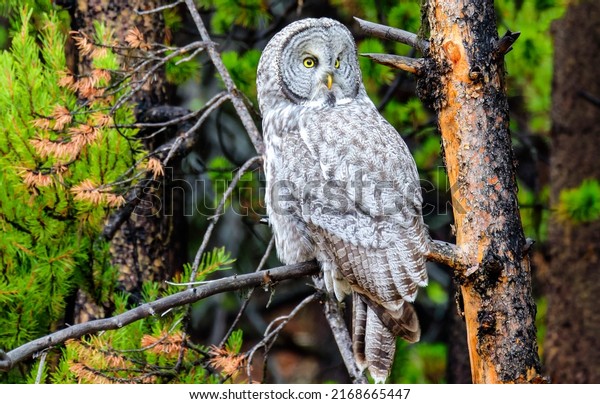 Tawny owl on a tree branch. Grey owl. Owl on tree\
branch. Tawny owl