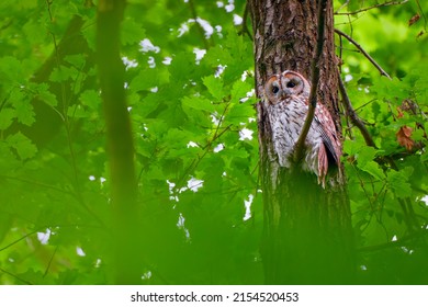 Tawny Owl sits on an oak branch.
