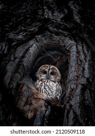 Tawny owl sitting in its cavity at dusk
