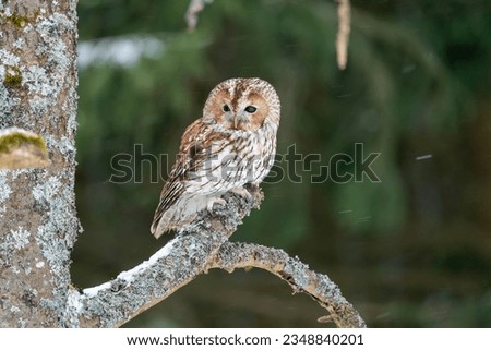 Tawny owl sitting in the forest on a tree branch. Snow in the forest. Winter nature with noctural animal.
