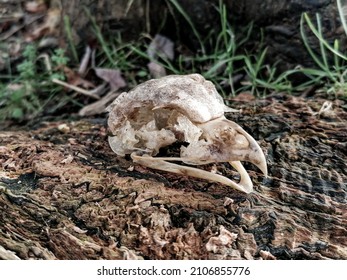 Tawny Owl Skull On Exposed Tree Roots 