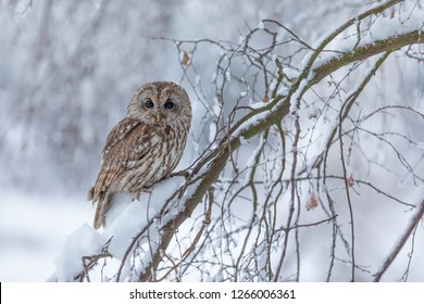 tawny owl in snow, winter scene with owl, attractive owl portrait in snow fall