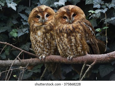 Tawny Owl (Strix Aluco) 