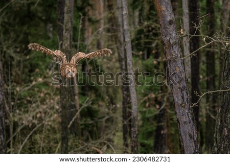 Tawny Owl - Strix aluco, beatiful common own from Euroasian forests and woodlands, Czech Republic.