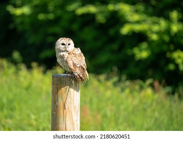 a Tawny Owl (Strix aluco) in demonstration at a bird of prey centre - Powered by Shutterstock