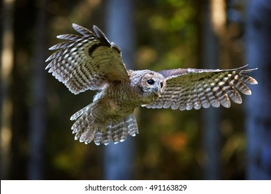 Tawny Owl, Strix Aluco In First Flight.  European Small Owl, Juvenile Bird Just After Leaving The Nest,realy First Flight In Spruce Forest. Juvenile Plumage, Outstretched Wings, Wildlife Photography.