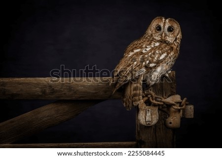 Tawny Owl (strix aluco) looking towards the camera. Dark brown nocturnal bird of prey found in woodland around the united kingdom. British wildlife